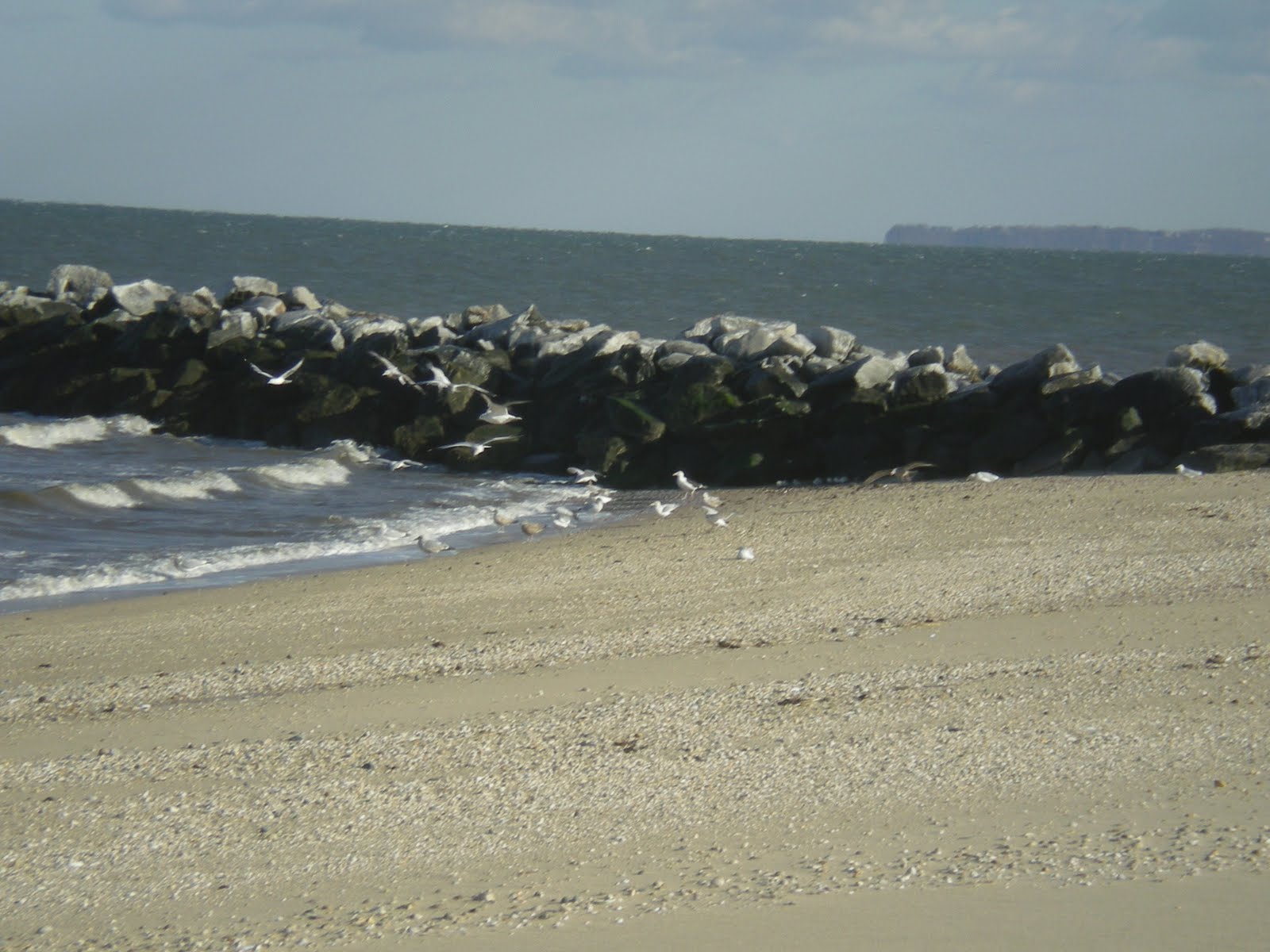 [jetty+&+sea+gulls.1.jpg]