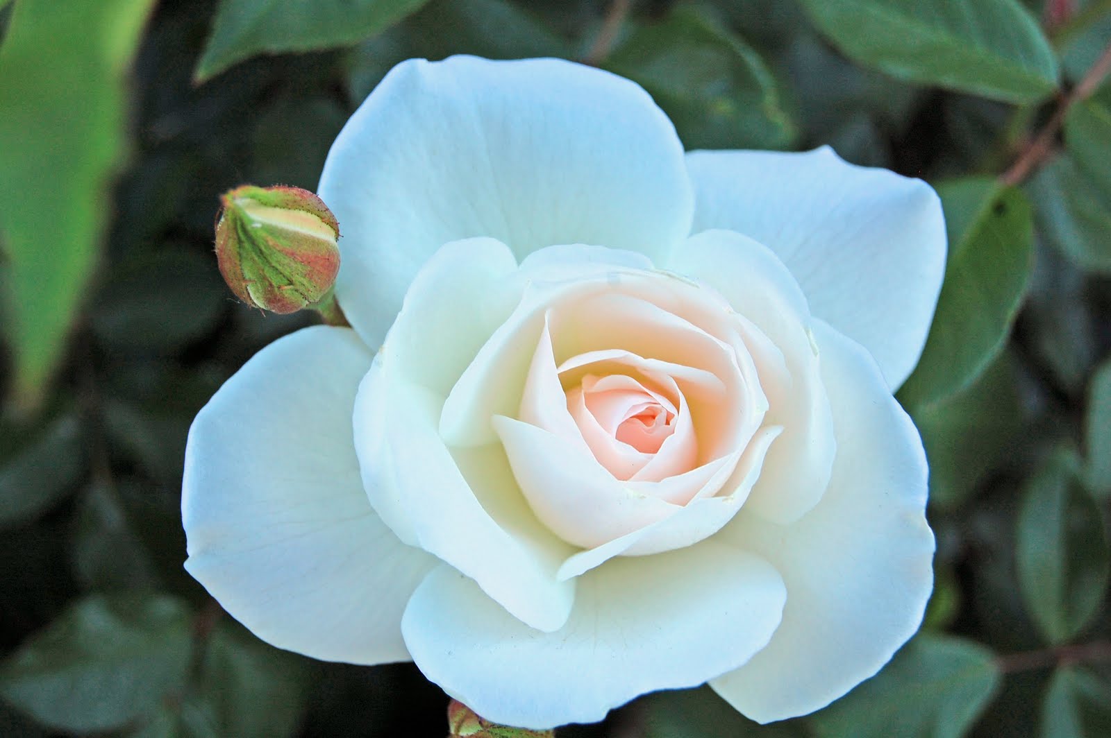 Spring Blue and White Inspirations Great Beautiful Garden