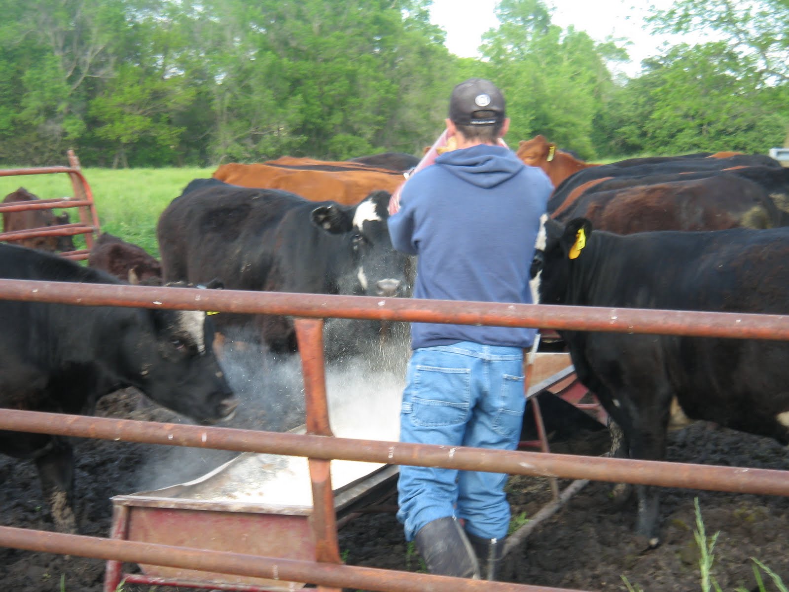 Life on our Iowa Farm Creep Feeding our Calves