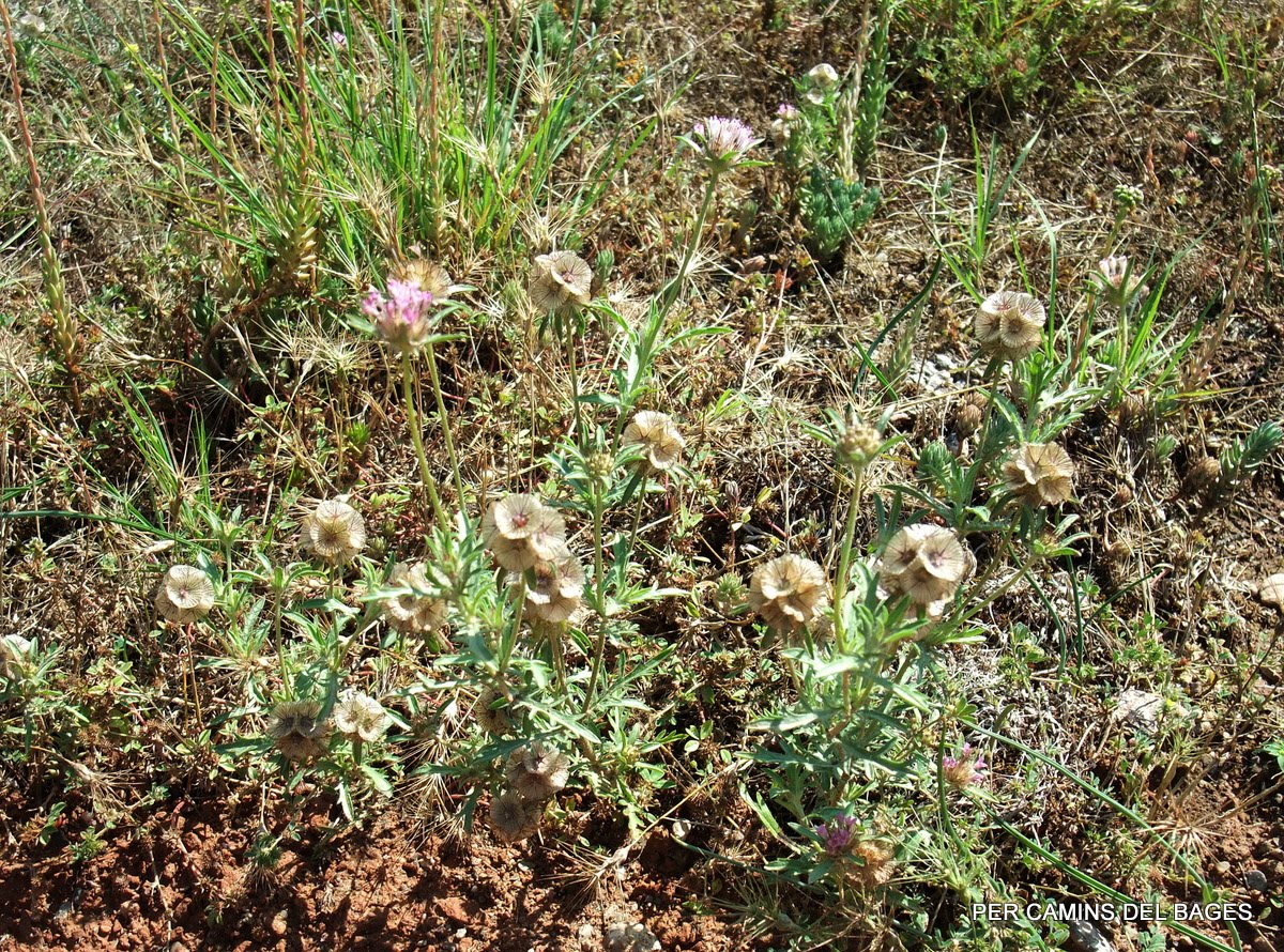 PER CAMINS DEL BAGES: CARDETA