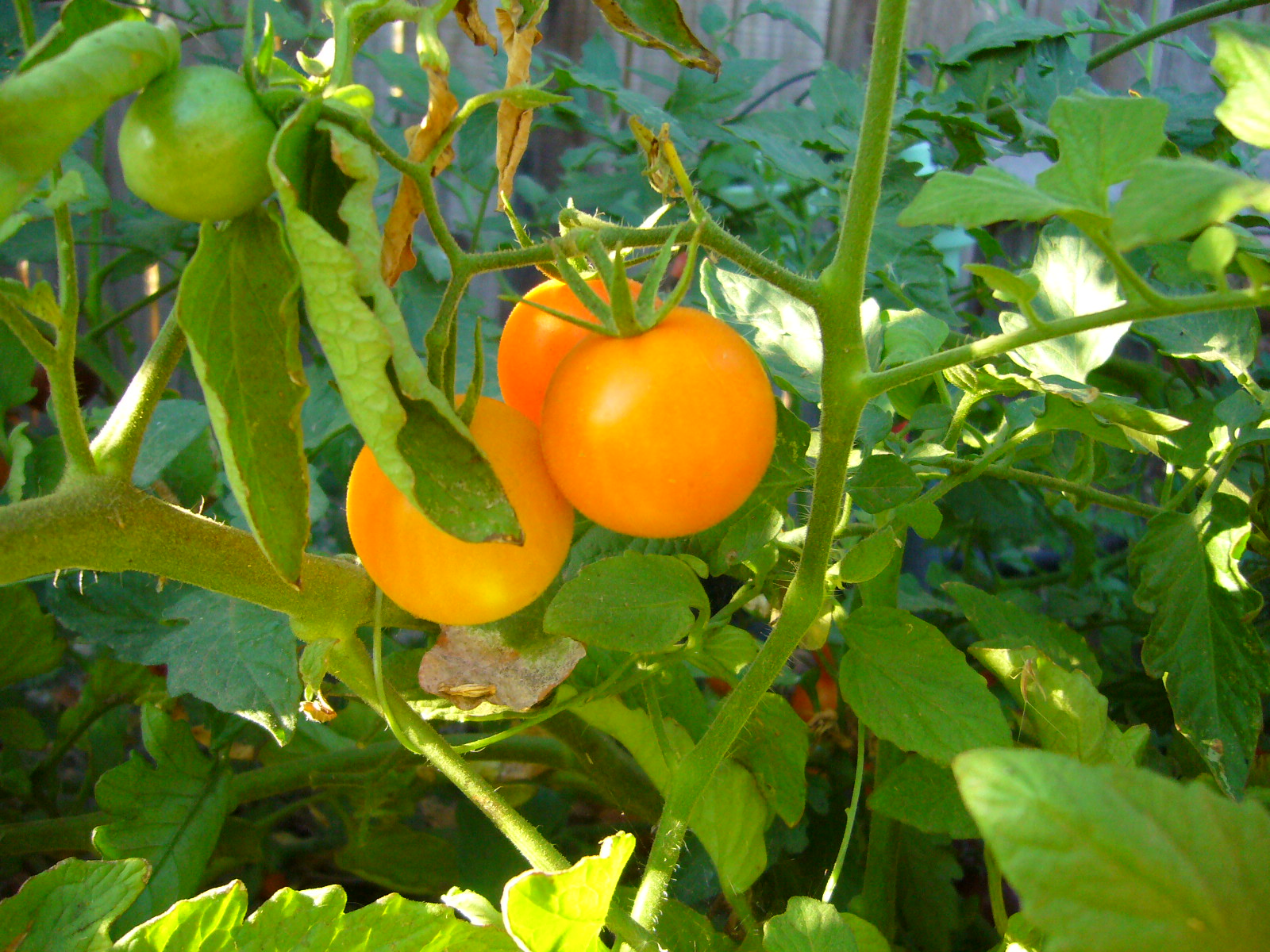 Sacramento Vegetable Gardening Three is a Beautiful Number&hellip;