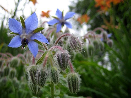 [hodan-ıspat-kaldirik.jpg]