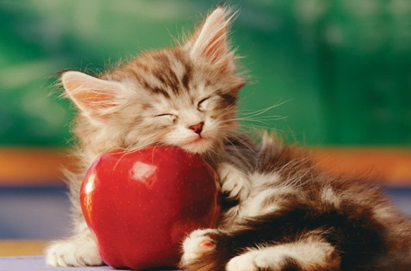 http://3.bp.blogspot.com/_0A0AHYmotyw/TKjIJNzLqAI/AAAAAAAAAA4/LNwxFTXwbWQ/s1600/Cat+on+apple.jpg