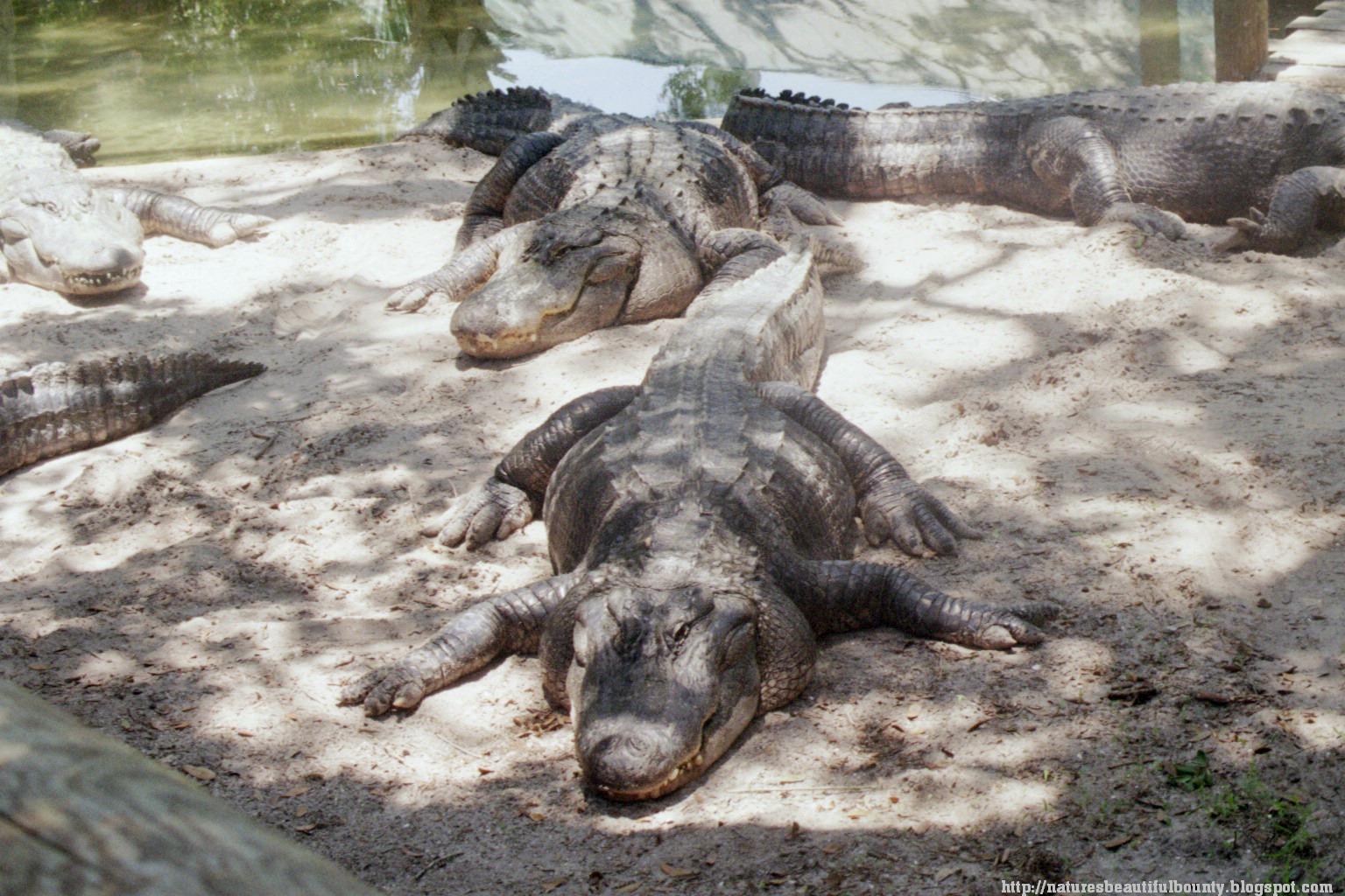 Nature's Beautiful Bounty The Alligator Pit