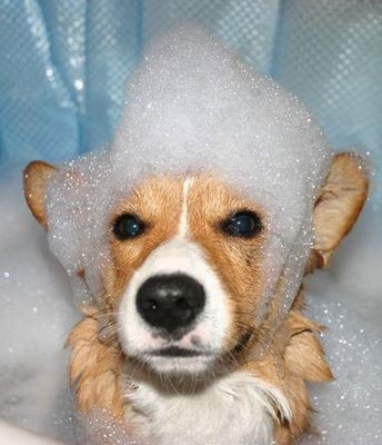 [dog-wash.jpg]