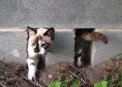 [gatos20080328_03.jpg]