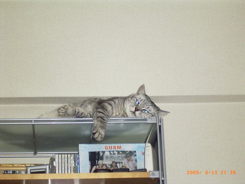 [gatos20080328_12.jpg]