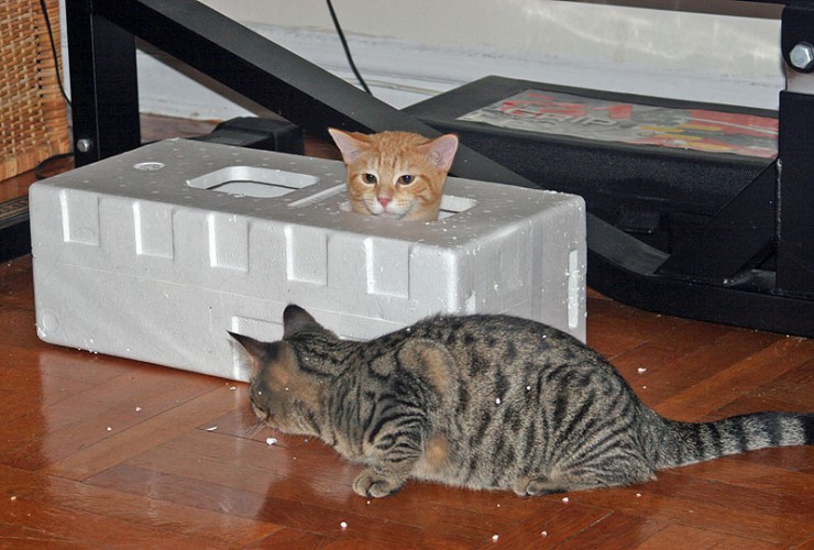 [gatos20080328_14.jpg]