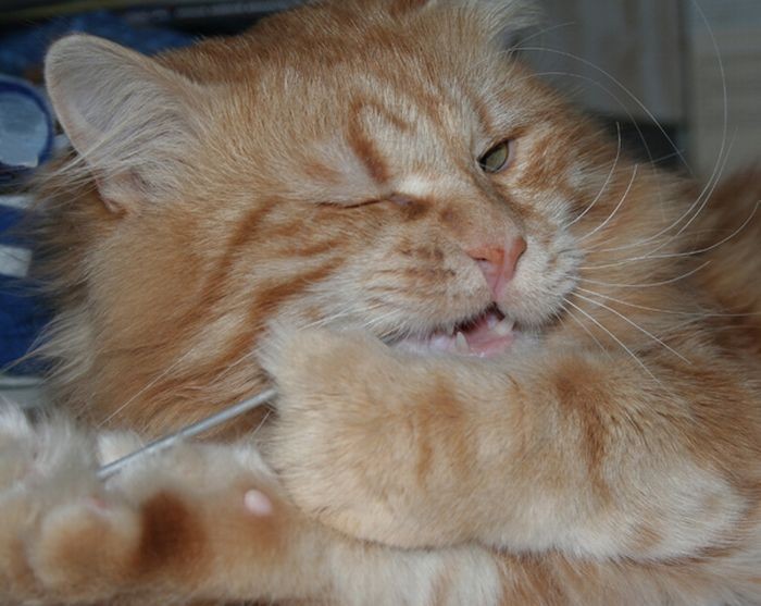 [gatos20080328_16.jpg]