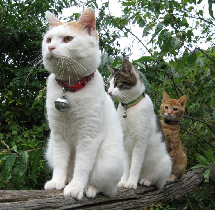 [gatos20080328_21.jpg]