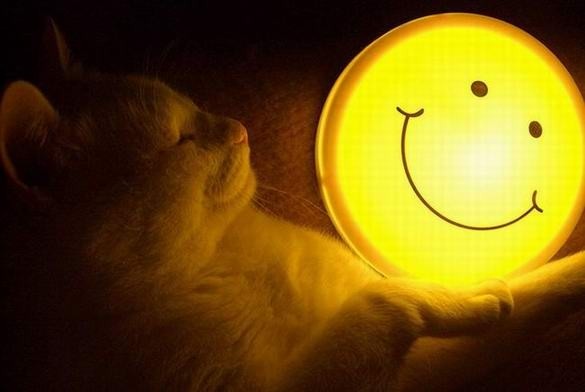 [gatos20080328_27.jpg]