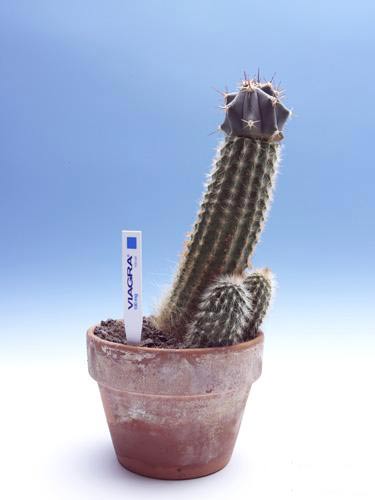 [propaganda_viagra1.jpg]