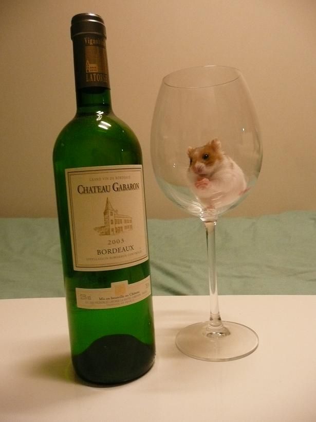 [real_ratatouille3.JPG]