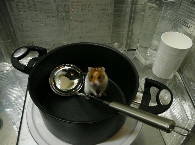 [real_ratatouille2.JPG]