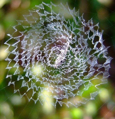 [spiderweb-546.jpg]