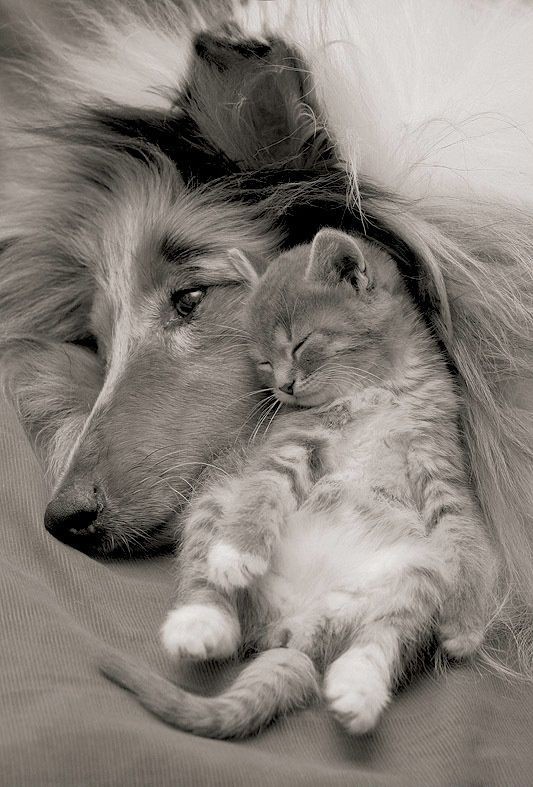 [caes_e_gatos03.jpg]