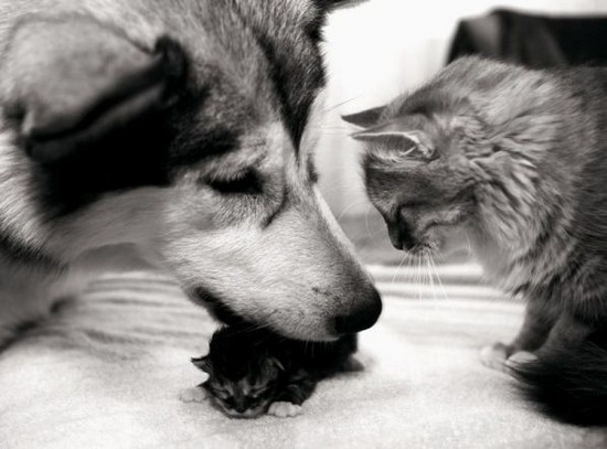 [caes_e_gatos11.jpg]