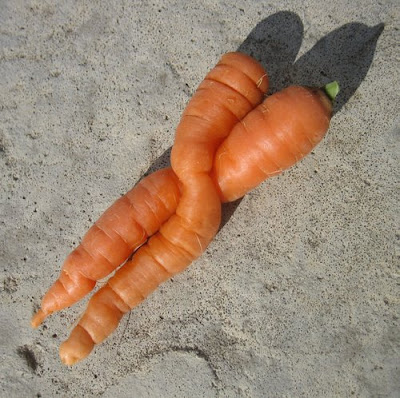 sexo cenouras