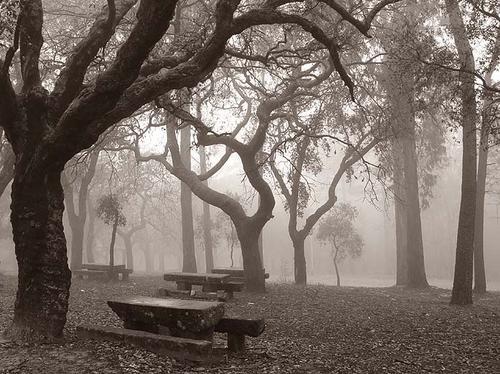 [solidao+das+arvores+secas.jpg]