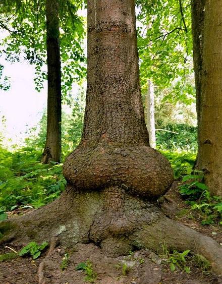 [arvore-orgao-sexual-masculino.jpg]