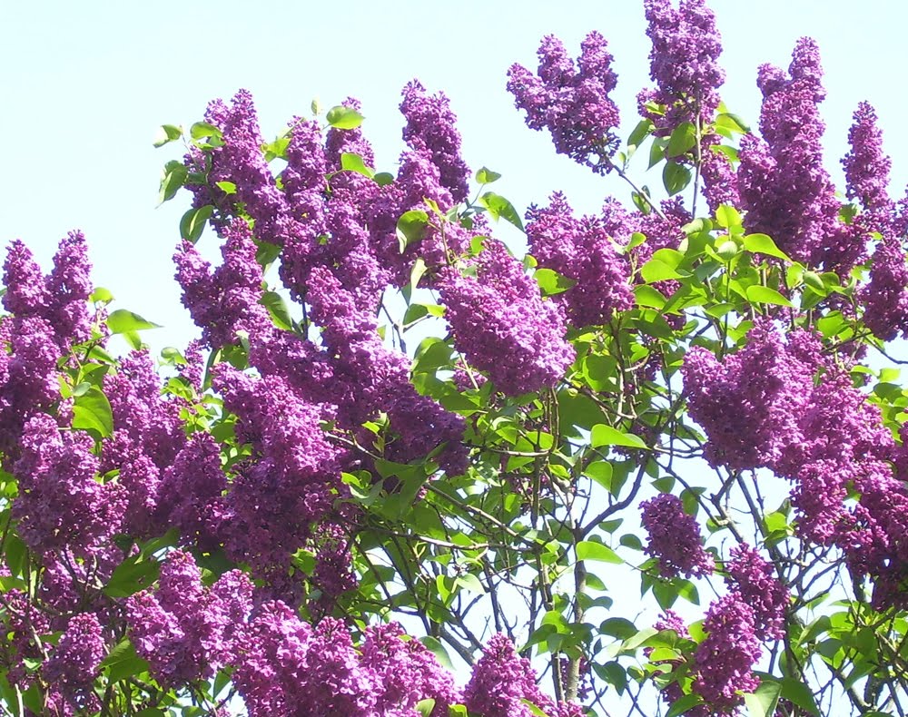 sandmarg Lilacs in Bloom