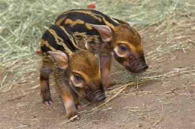 http://3.bp.blogspot.com/_0BuvID10bgY/TLfGFnP0YjI/AAAAAAAADNU/Deml9YFqJDM/s1600/red_river_hog_piglets.jpg