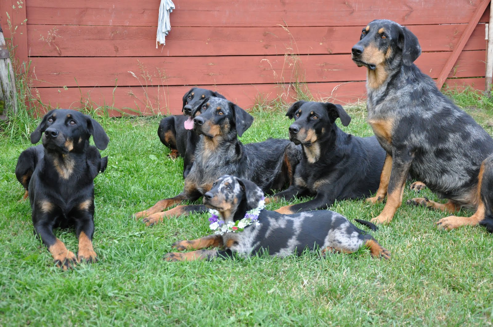 Beauceron Kennel GooseWood's Vi önskar er alla en riktigt trevlig