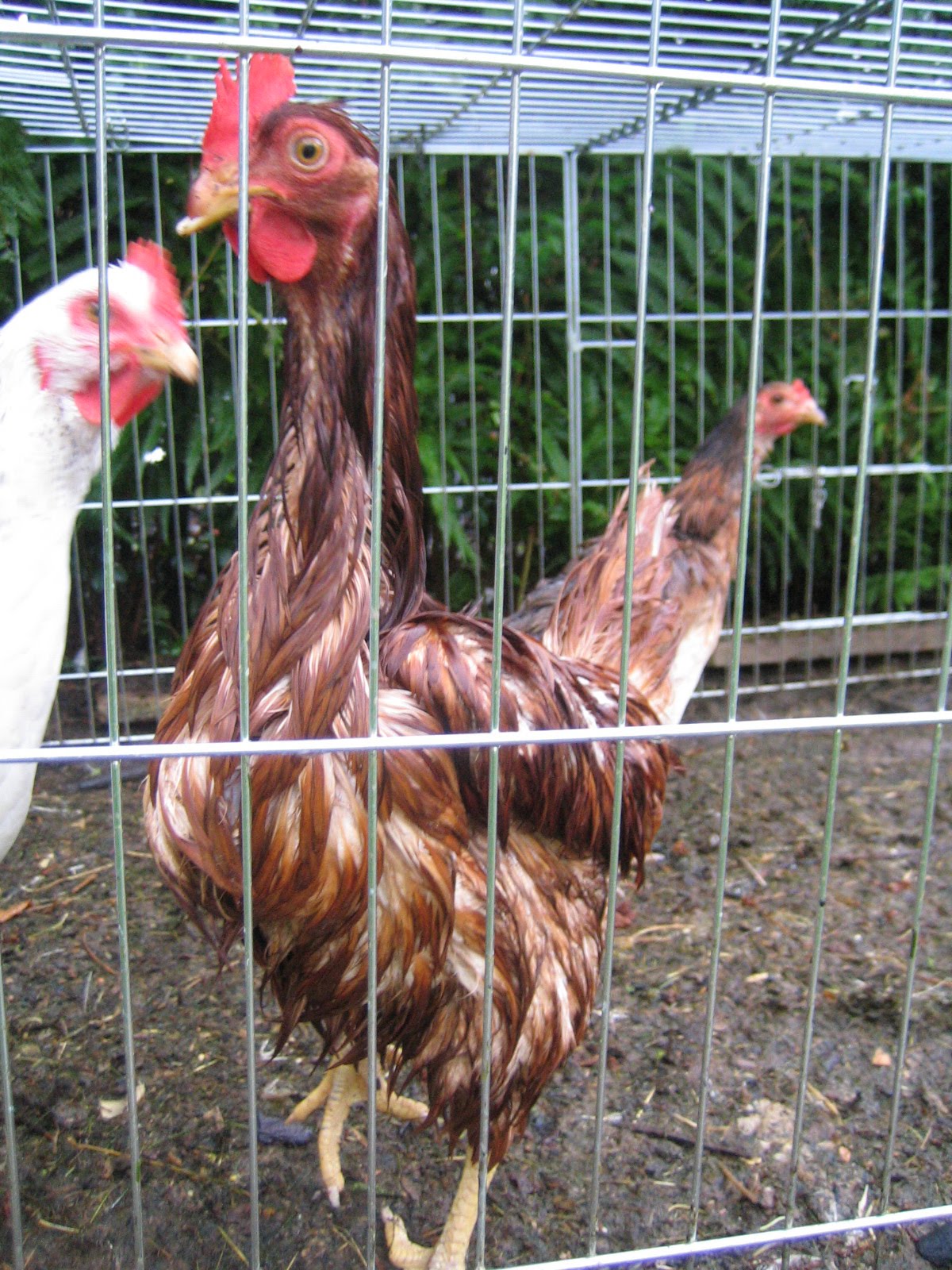 L'Atelier de Ninoun: Une poule mouillée...