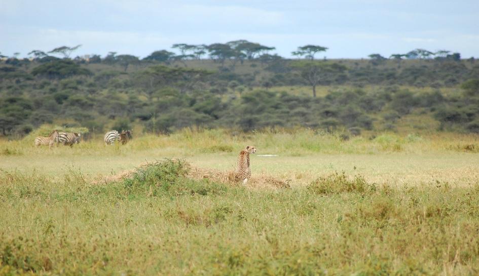 [29+Masai+Mara.jpg]