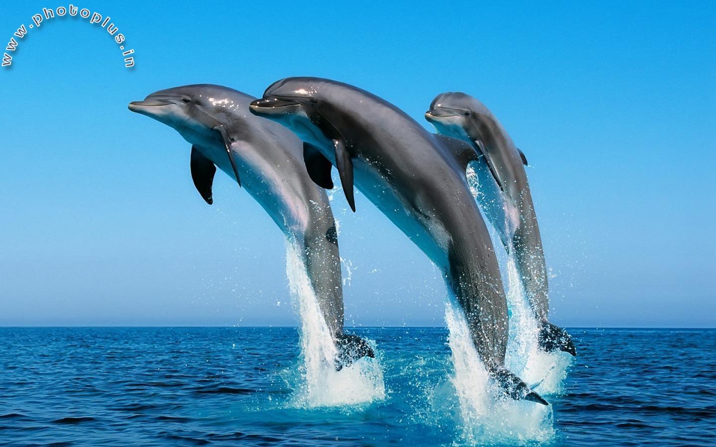 Dolphins Jumping Ocean View