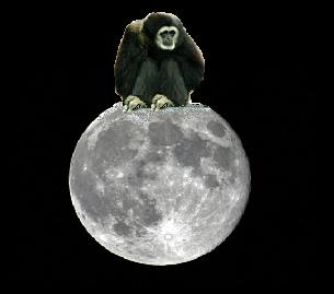 [moon+gibbon.jpg]