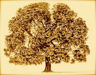 Champaca Tree