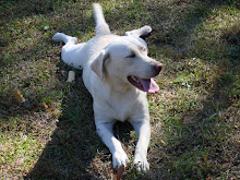 Goldie Girl, Jamie's dog