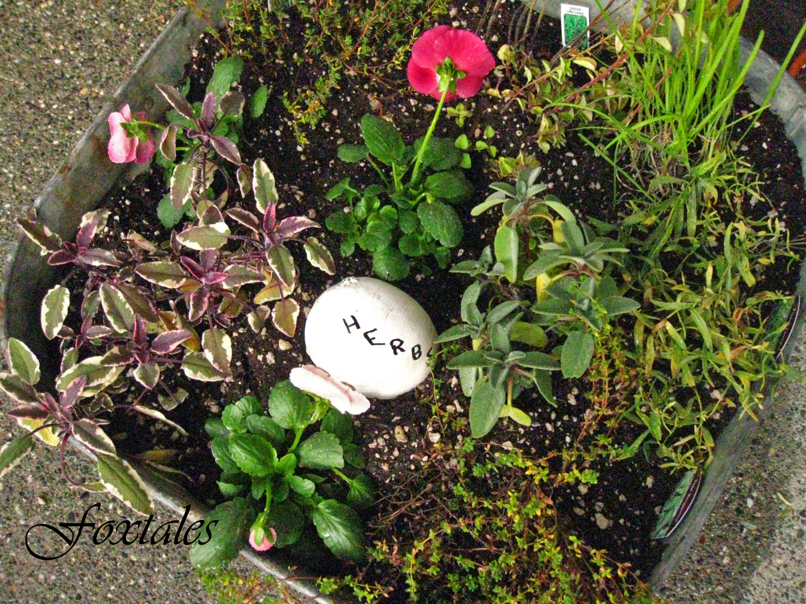 foxtales Winter Herb Garden