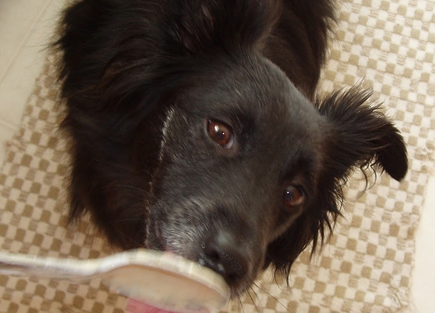 homemade frosty paws for dogs