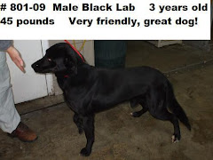 1/31/10 "The Muskingum Co Pound in Zanesville, OH has MANY black labs and mixes available!"