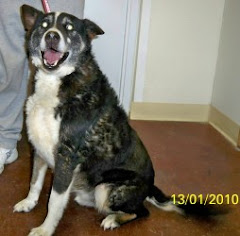 2/16/10  Don't Let These Dogs Die KY Super Urgent