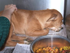 2/16/ 10 Owner Surrendered Dogs  Mahonning Pound OH Euth ANYTIME