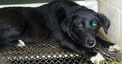 3/17/10 These are Deathrow cats and dogs in Rome Georgia. They look  sad. Please save their lives.