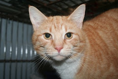 7/21/10 "Aturo has been at the shelter longer then any cat should have to stay in a cage. This boy