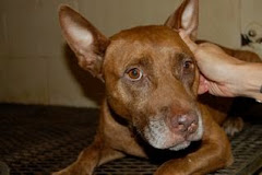 8/2/10 Prisoner on work detail at shelter hid dog so she wouldn't be put on euth list.  Please Read