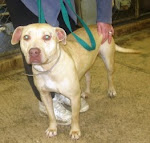 12/4/10 This dog's life can be saved for $17.00 Out of state rescues and adopters welcome. OH