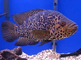 Injured oscar fish care