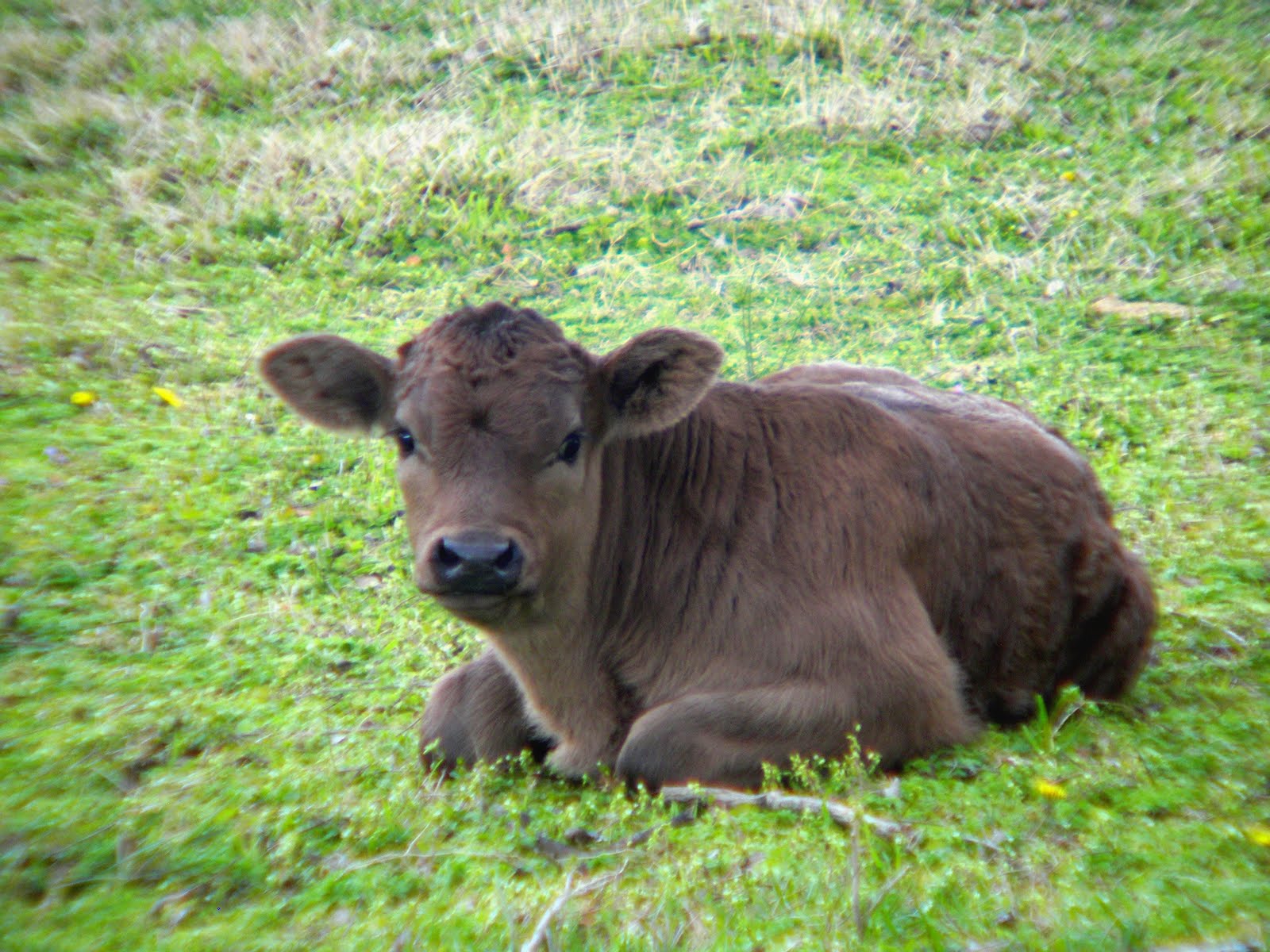 LANDYWOOD CATTLE RANCH Limousin Baby Calves