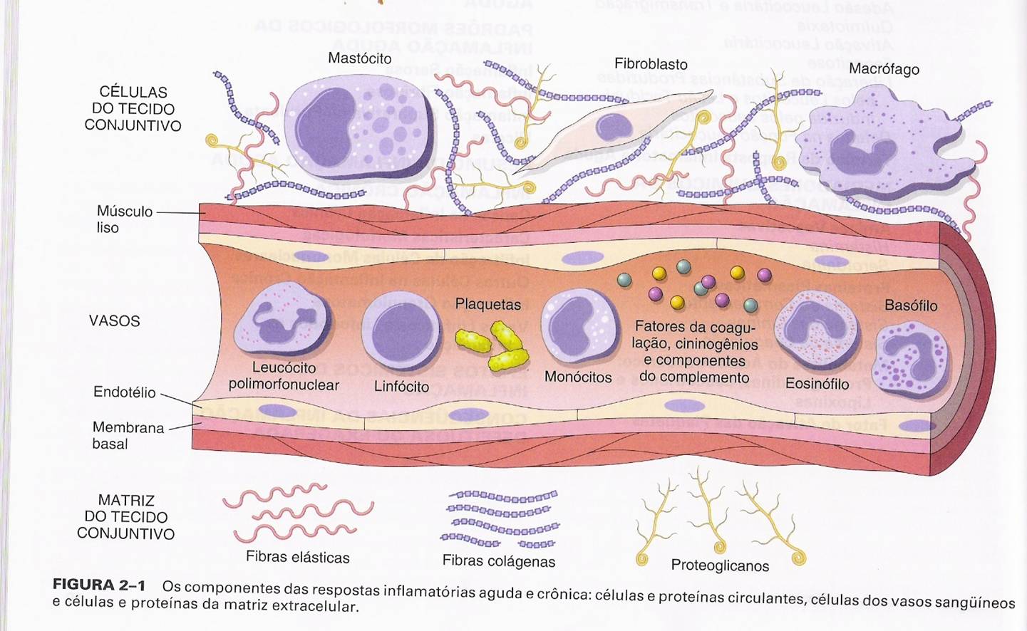 P@TOLOGIA ACADÊMICA: INFLAMAÇÃO _ Fases e Características_