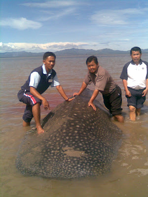 CERITA BONUS CNI: Ikan Yu seberat 2.5 tan di Tanjung Batu 