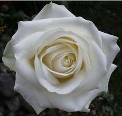 White Rose Logo of Rosa S. Raskin & Associates, LLC