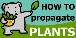 How To Propagate Plants