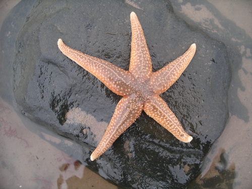 [starfish.JPG]