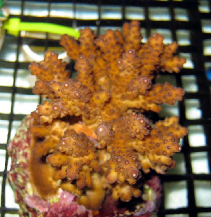 Acropora